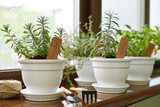 Lavender in a clay pot