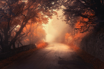 Wall Mural - mystical autumn red forest with road in fog. fall misty woods. colorful landscape with trees, rural 