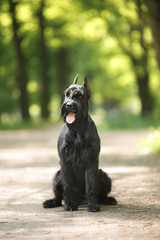 Wall Mural - Dog Giant Schnauzer