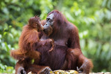 Fototapeta  - Mother and baby orang-utan in their native habitat. Rainforest of Borneo.