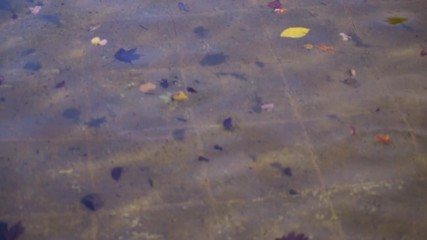 Aufkleber - Clear water in fountain with leaves different colors like red, yellow, green. Background bottom of the pool with tiles.
