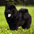 fluffy dog breeds Chow Chow black walks in the summer.