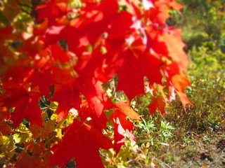 red fall leaves