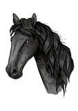Fototapeta Konie - Horse head sketch of black arabian stallion