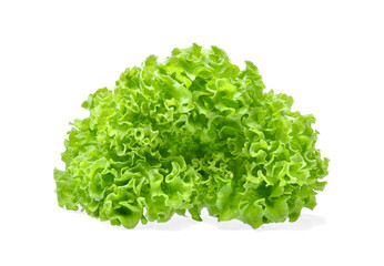 Green oak lettuce isolated on white background