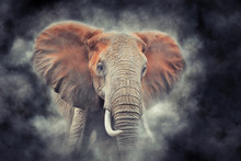 Elephant In Smoke