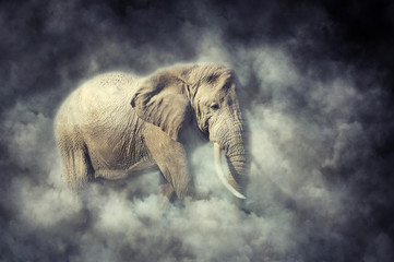 Canvas Print - Elephant in smoke