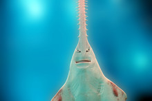 Sawfish Underwater Close Up Detail