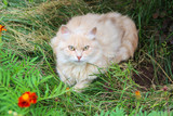 Fototapeta Koty - A striped red and white (ginger) stray cat  resting on the green grass in public park
