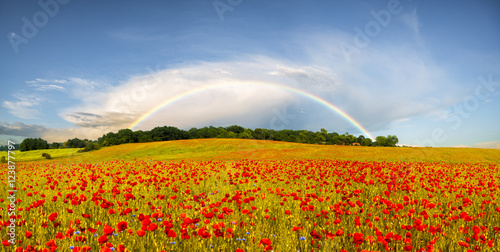 panorama makowej łąki,w tle tęcza