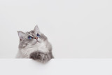 Fototapeta Koty - cute ragdoll cat with copyspace on white background