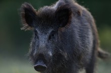 Wild Boar Portrait