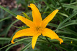 Bright Yellow Liliy