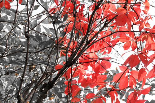 Fototapeta na wymiar Black and white photo with red leaves of grapes