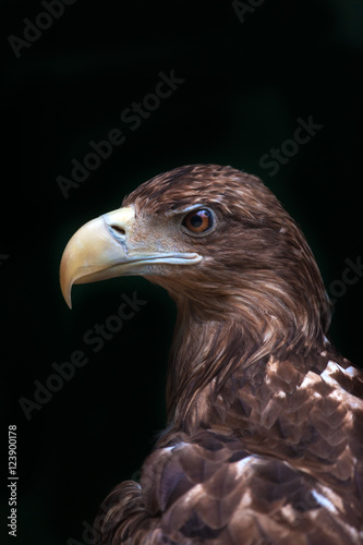 eagle-portrait-isolated-on-black-background