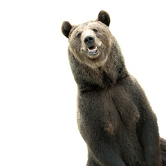 big brown bear