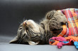 kot śpiący słodko jak dziecko, przykryty kolorową chustą