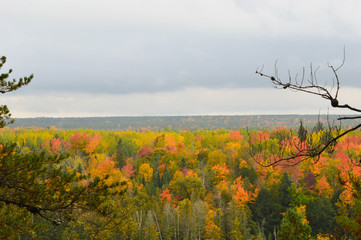 Wall Mural - The High banks of the Ausable River in Autumn