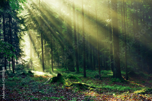 Fototapeta Magic Forest, National Park in Germany after the rain in the Morning Light