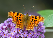 Comma Butterfly Feeding On A Buddleia Flower In A Welsh Garden. The Comma Is Relatively Common In England And Wales, It's Habitat Now Extending Northwards Into Scotland Probably Due To Global Warming.