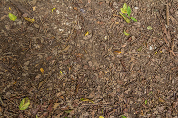 Wall Mural - Top view of ground with dried leaf, Close up natural background