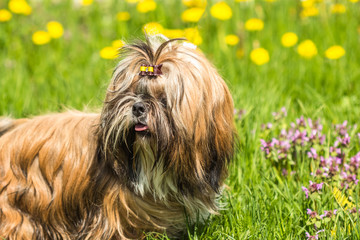 Young Shih Tzu dog in grass field outdoors