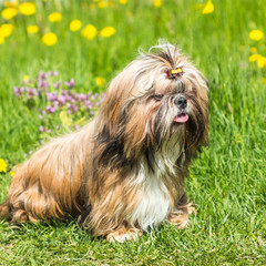 Happy beautiful Shih Tzu dog on a background of green grass