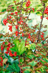 Wall Mural - bush of red currants