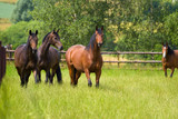 Fototapeta Konie - Vier Pferde auf einer eingezäunten Weide schauen den Betrachter an