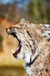 closeup of eurasian lynx at park in germany