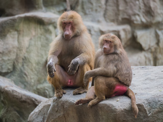 Wall Mural - Two baboon sitting on the stone and looking away in Singapore zo