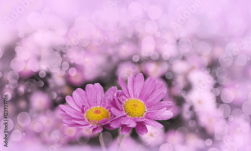 flores con bokeh rosa