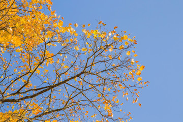 Wall Mural - Almost naked branches. Almost all the leaves have fallen from tree branches. Yellow autumn maple leaves on the tree branches in sunlight. Background.