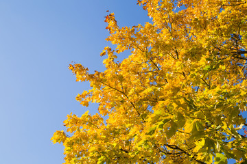 Wall Mural - Beautiful yellow autumn maple leaves on the tree branches in sunlight. Background.