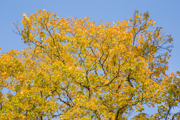 Wall Mural - Beautiful yellow autumn maple leaves on the tree branches in sunlight. Background.