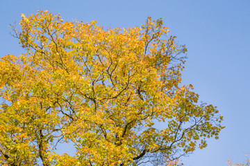 Wall Mural - Beautiful yellow autumn maple leaves on the tree branches in sunlight. Background.