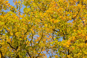 Wall Mural - Beautiful yellow autumn maple leaves on the tree branches in sunlight. Background.