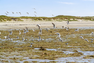 Sticker - beach and water birds in Brittany