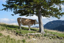 Cow Under A Tree