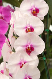 Fototapeta Storczyk - blossom orchid
