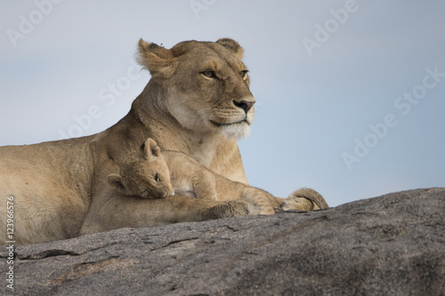 Fotografie, Obraz Lioness with cubs on Kojpe in Tansania Africa