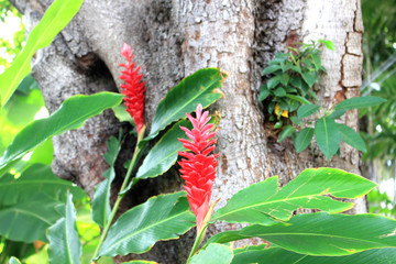 Red ginger tropical flower in Hawaii