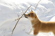 © mannpuku - 雪の上で遊ぶ柴犬