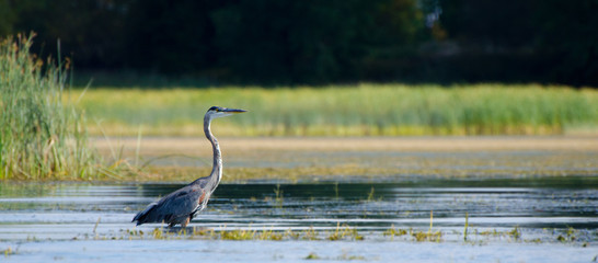 great blue heron