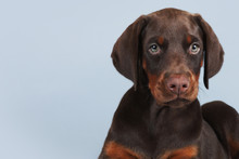 Beautiful Brown Doberman Puppy Sitting On Blue Background In The