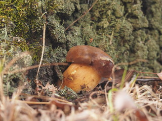 Boletus.