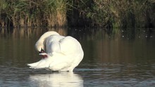 Swan  Preening Feathers  In The Lake