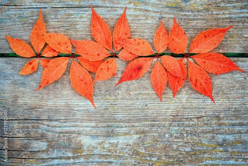 Obraz w ramie Red autumn leafage of wild grape on gray wooden table