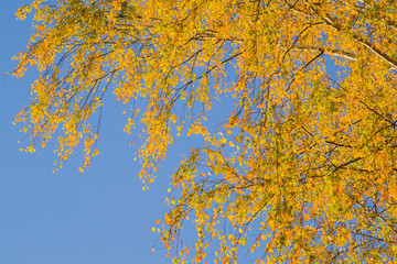Wall Mural - Beautiful yellow birch leaves on the tree branches in autumn sunlight. Blue sky background. Focus point on the branch tops.
