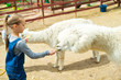 Blond toddler european girl feeding fluffy furry alpacas lama camel in zoo